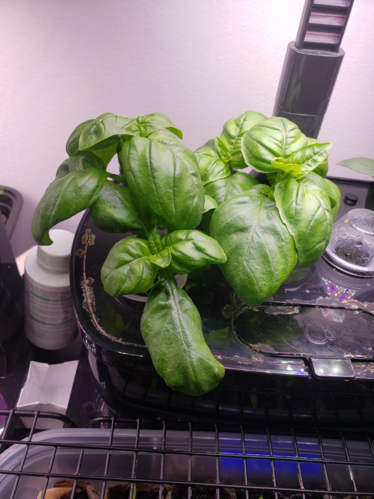 Peppers – Day 24