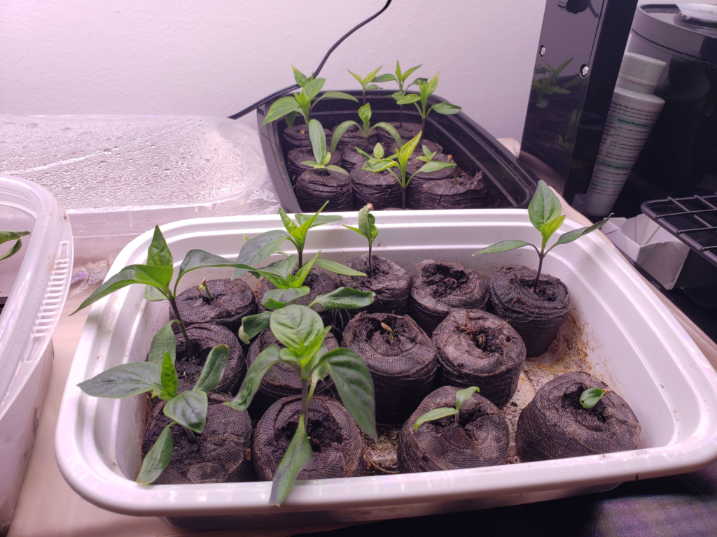 Peppers – Day 23