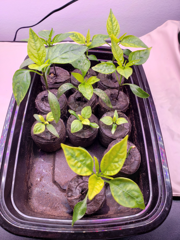 Peppers – Day 28