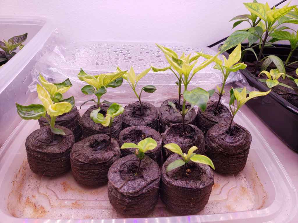 Peppers – Day 30