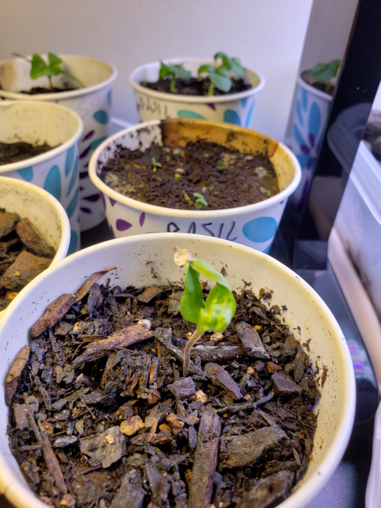 Peppers – Day 29