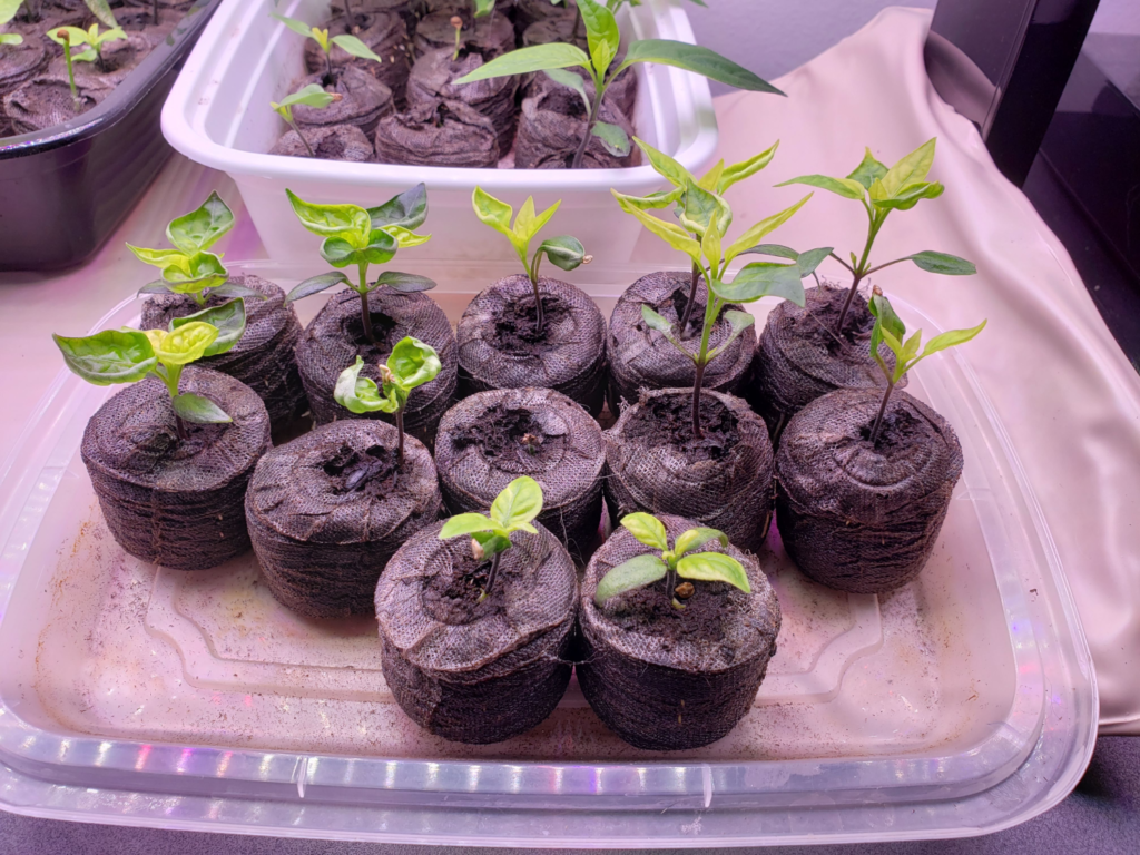 Peppers – Day 27