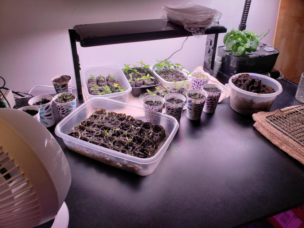 Peppers – Day 26