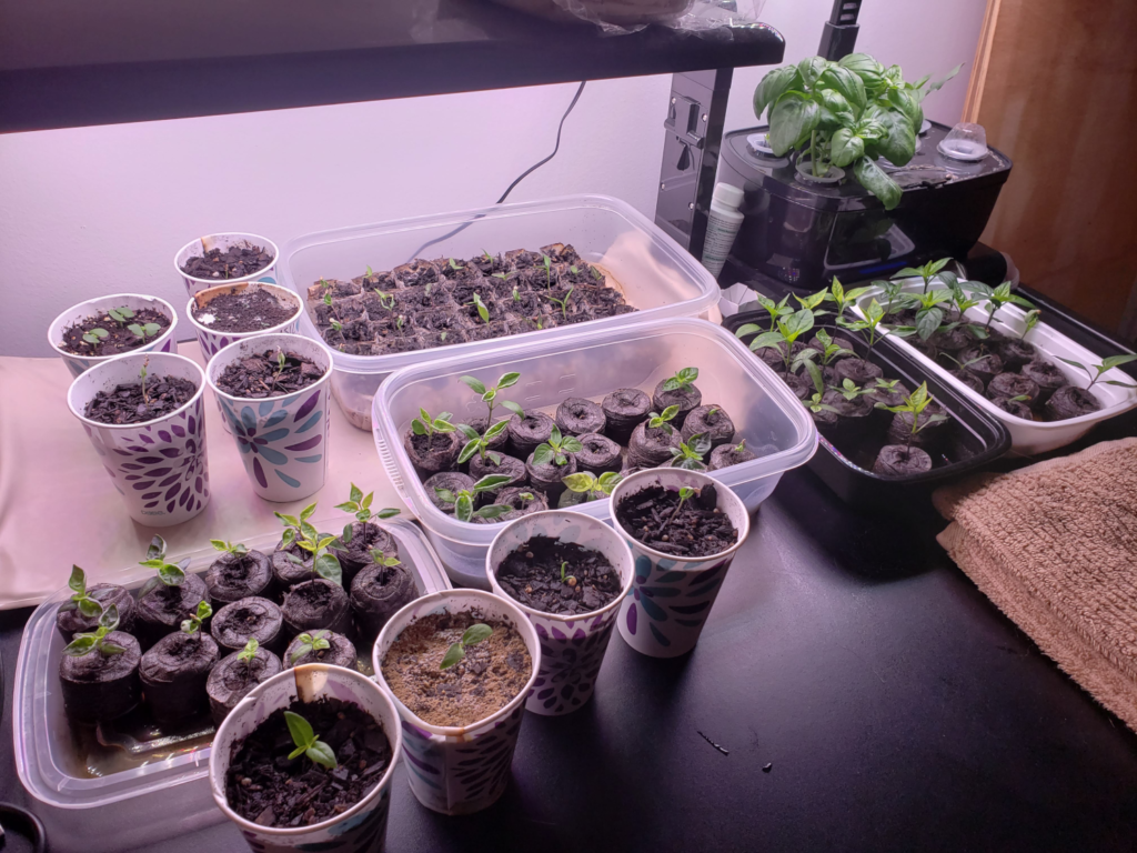 Peppers – Day 25