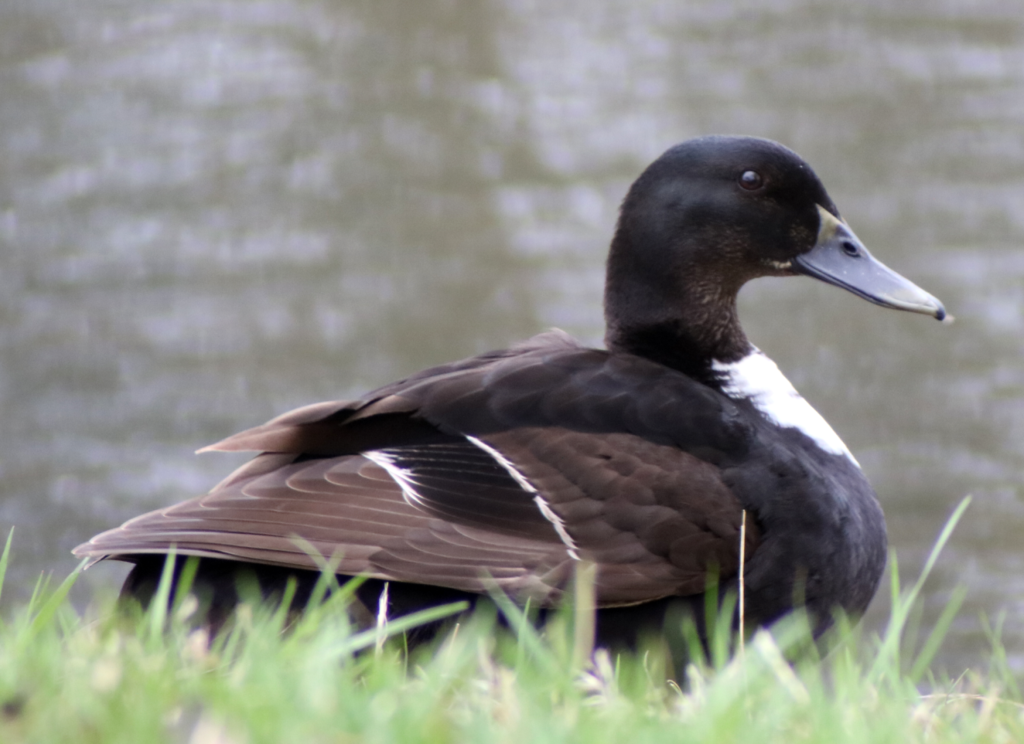 More Ducks