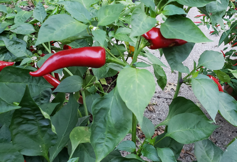 Peppers – Day 14