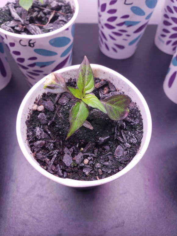 Peppers – Day 53