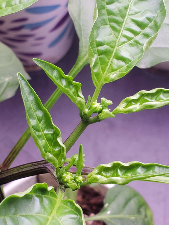 Peppers – Day 55