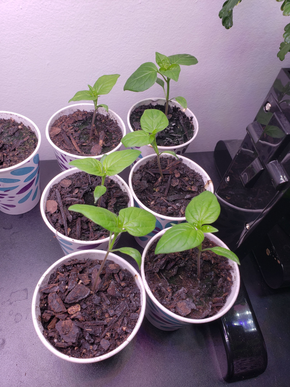 Peppers – Day 56