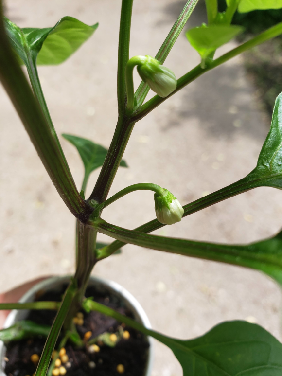 Peppers – Day 58