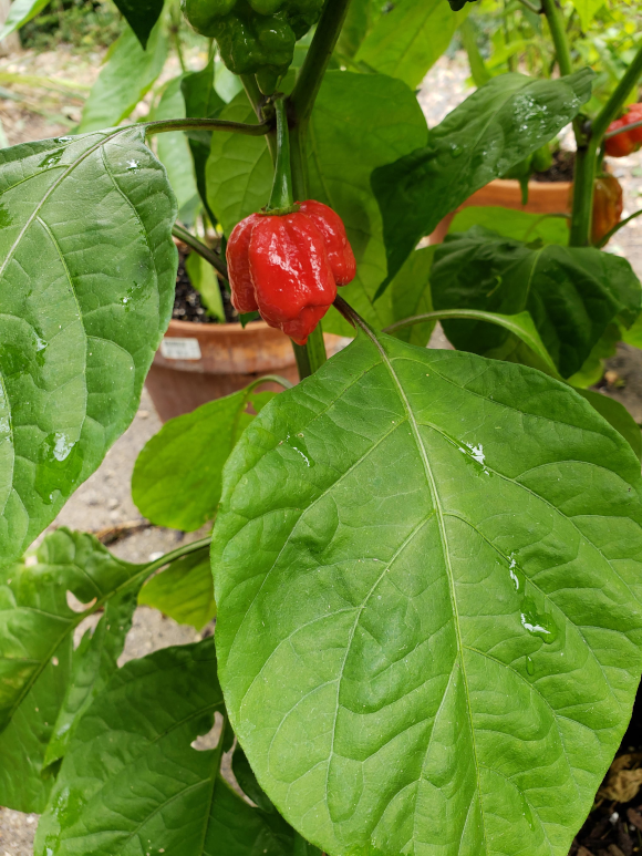 Peppers – Day 51