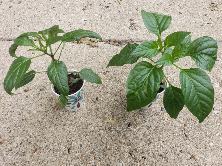 Peppers – Day 52