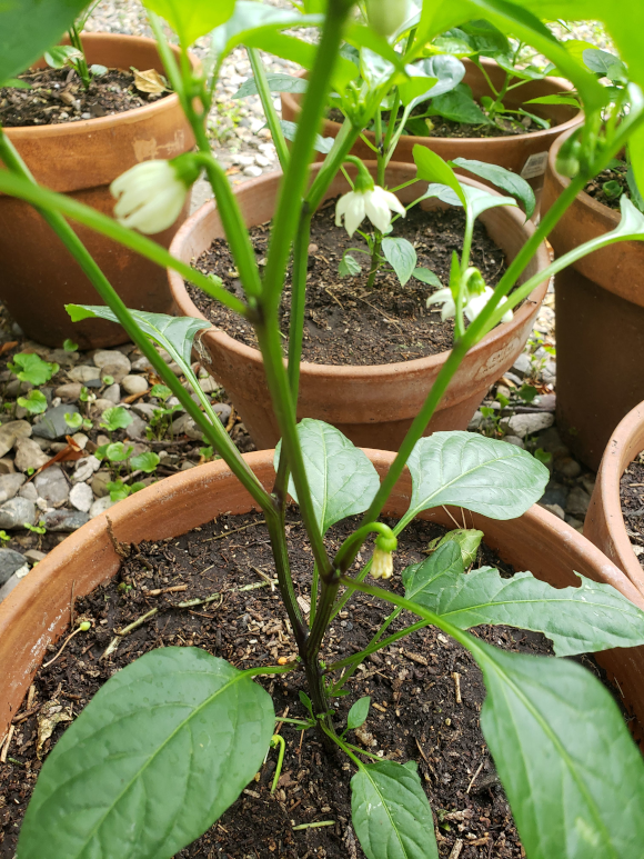 Peppers – Day 70