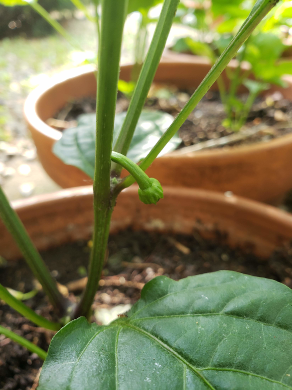 Peppers – Day 71