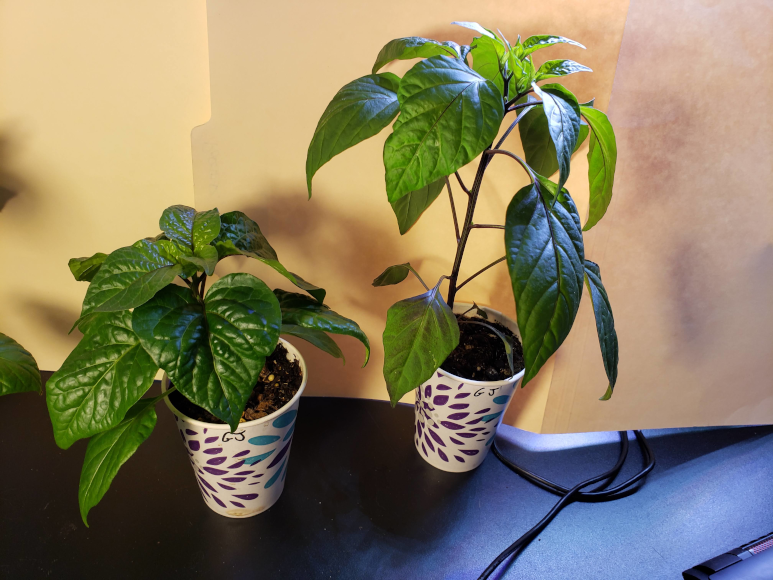 Peppers – Day 75